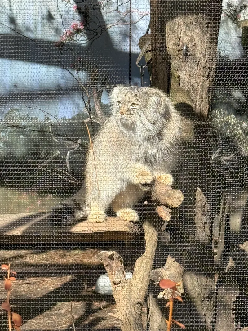 ポッター・パーク動物園のパジの写真