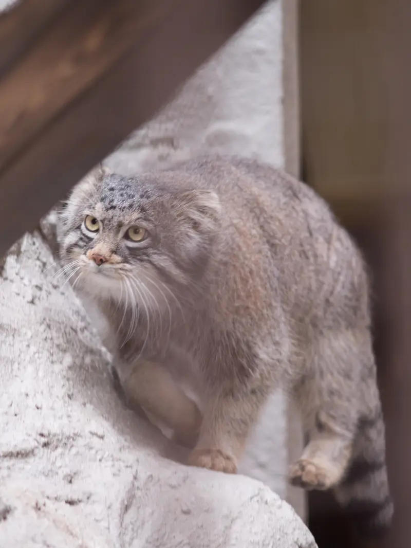 野毛山動物園のフィーガの写真