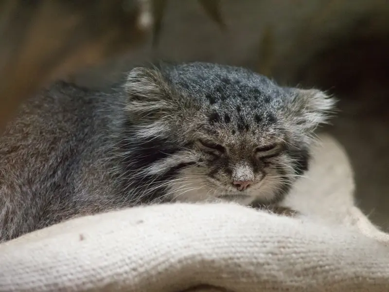 恩賜上野動物園のクリョンの写真