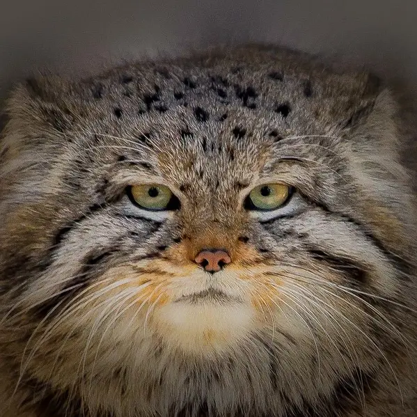 ノヴォシビルスク動物園のイヴの息子 2023 Ⅴの写真