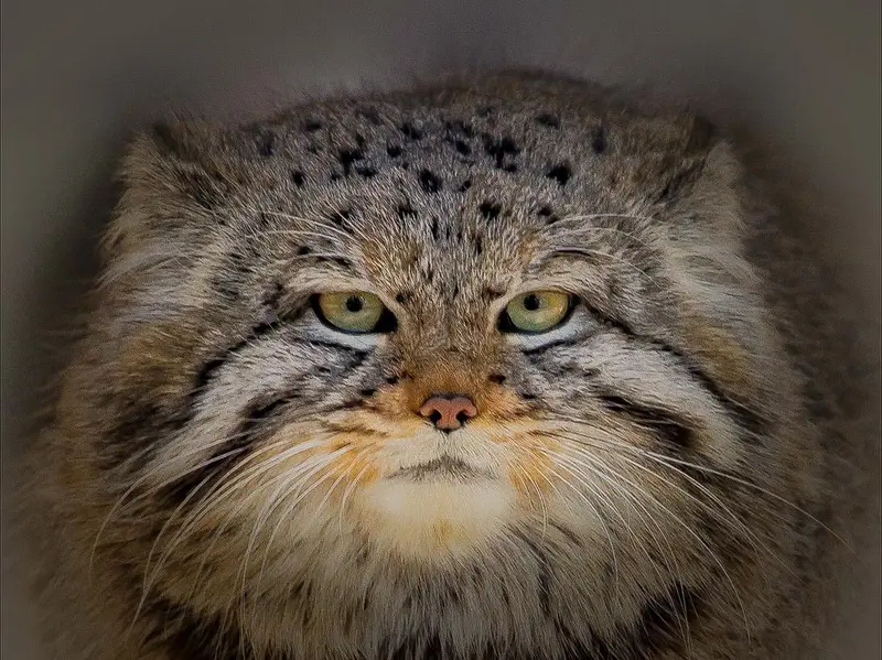 ノヴォシビルスク動物園のイヴの息子 2023 Ⅴの写真