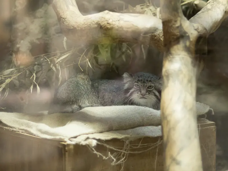 恩賜上野動物園のクリョンの写真