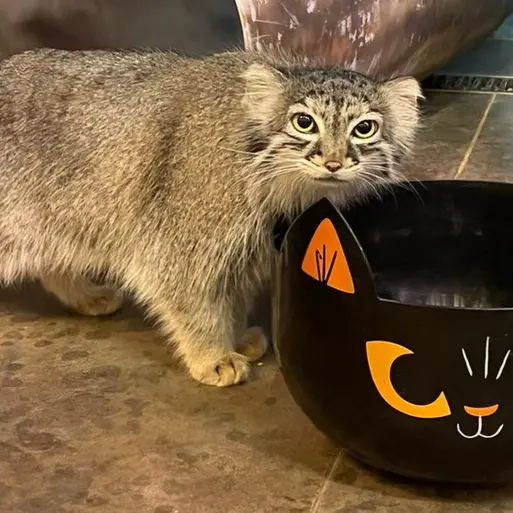 ニアビ動物園のイーヴィーの写真