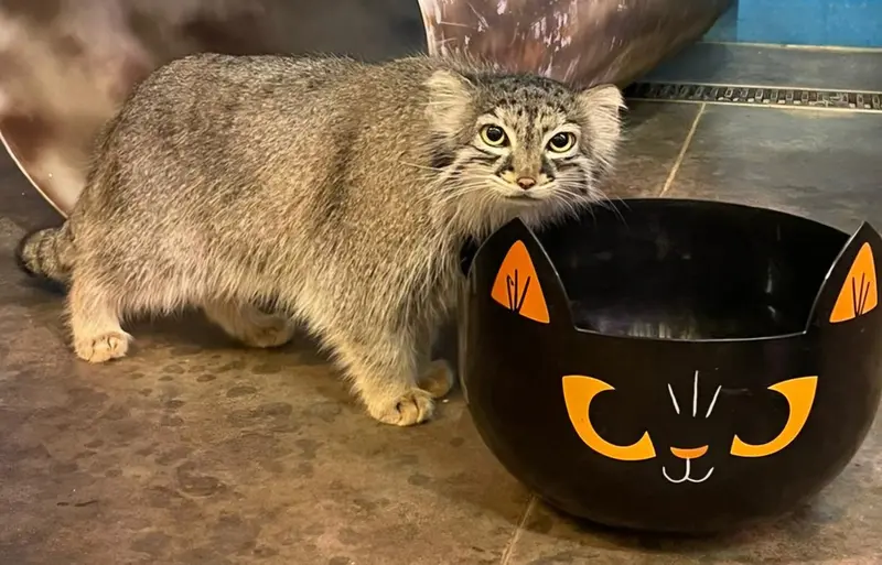 ニアビ動物園のイーヴィーの写真