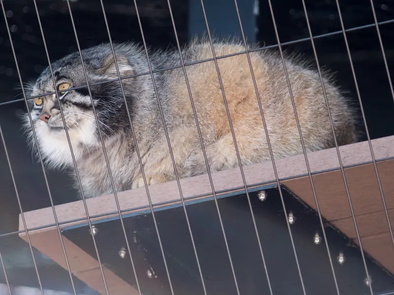 旭山動物園のグルーシャの写真