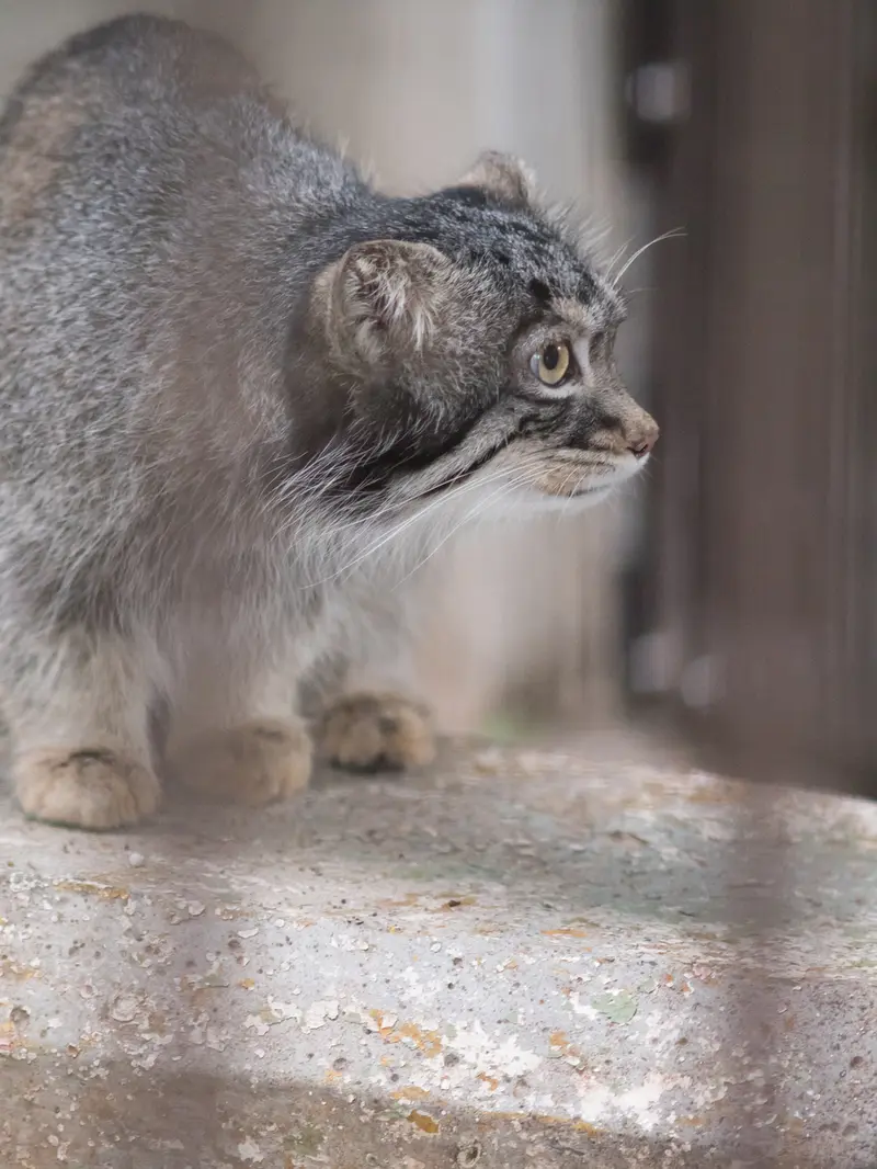 野毛山動物園のフィーガの写真