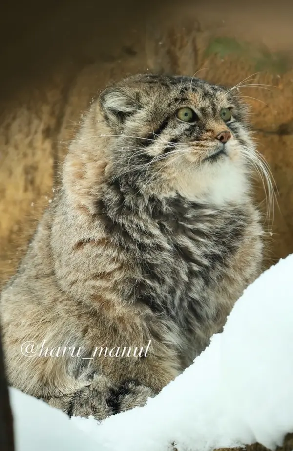 那須どうぶつ王国のレフの写真