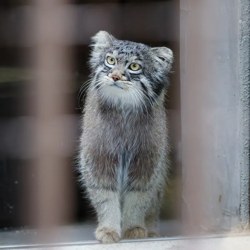 野毛山動物園のフィーガの写真