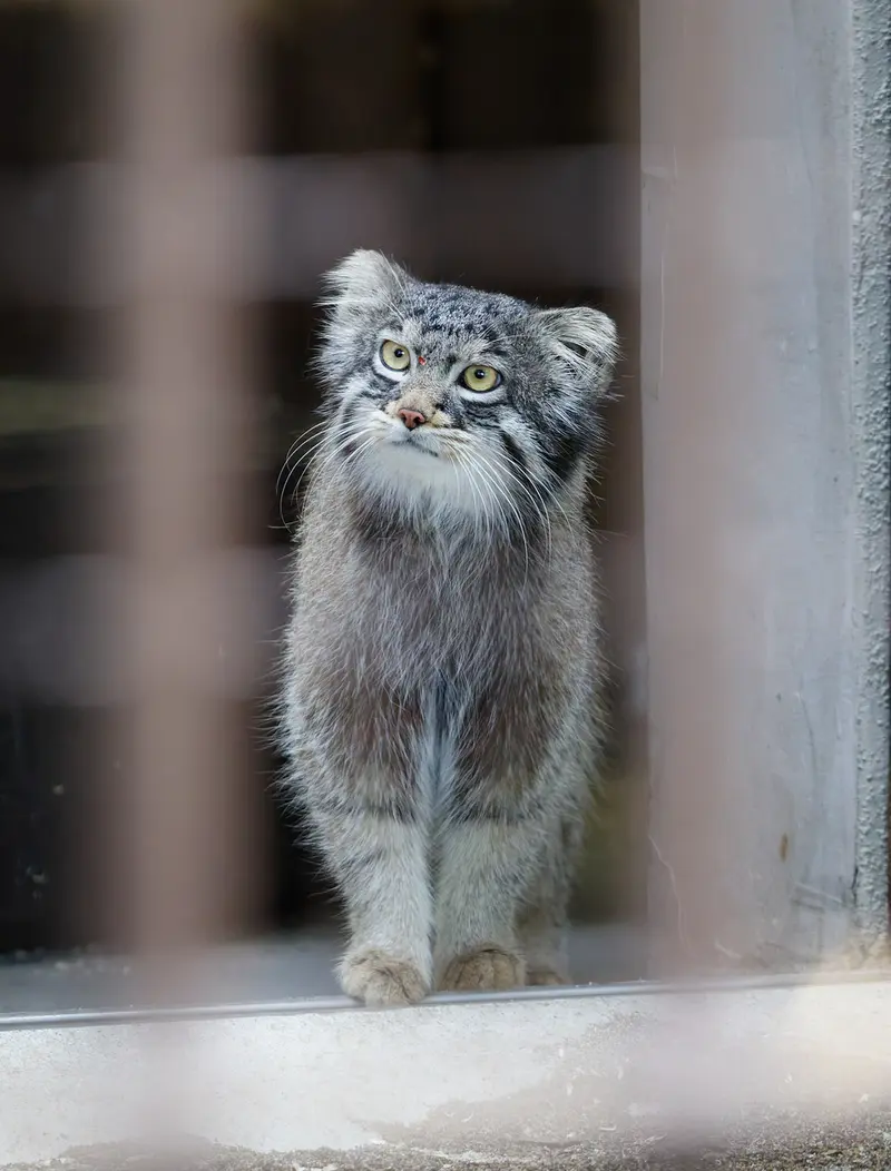野毛山動物園のフィーガの写真