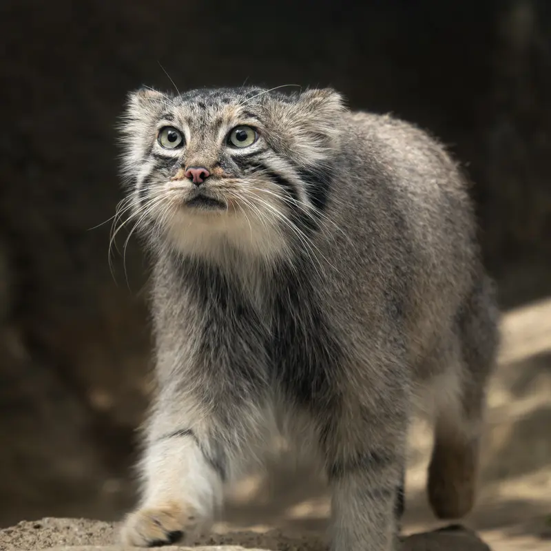 神戸どうぶつ王国のアズの写真
