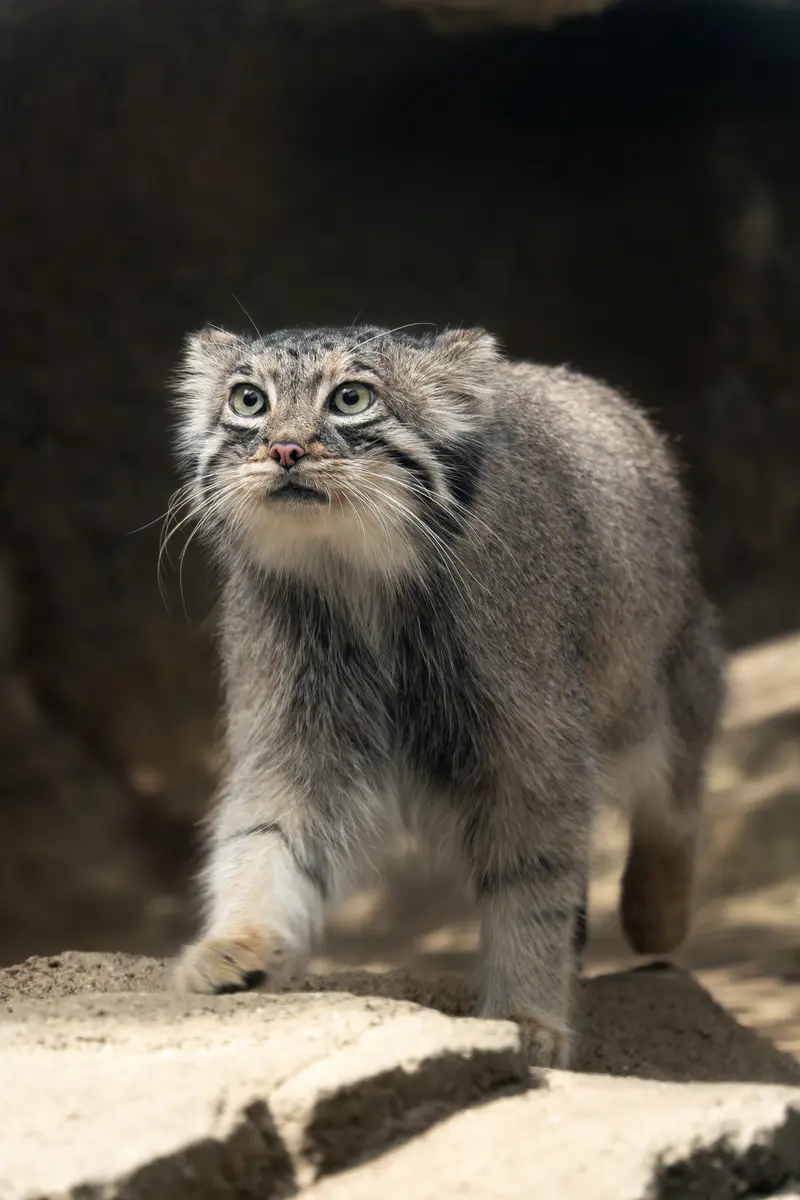 神戸どうぶつ王国のアズの写真