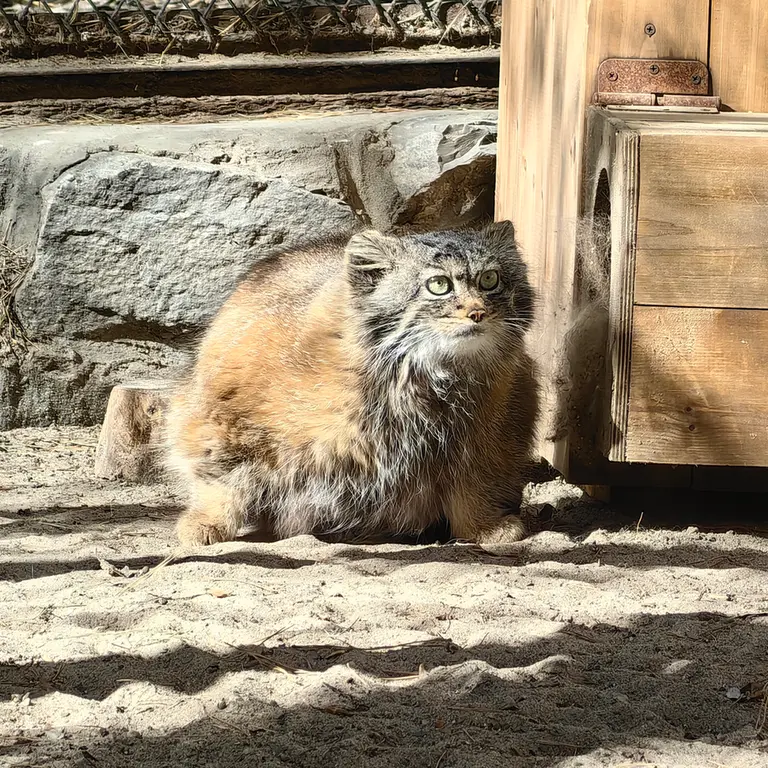 ノヴォシビルスク動物園のアデルの写真