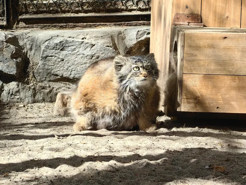 ノヴォシビルスク動物園のアデルの写真