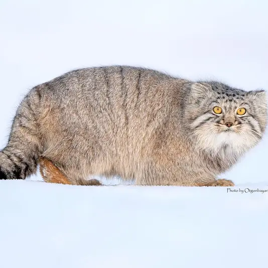 マヌルネコの写真