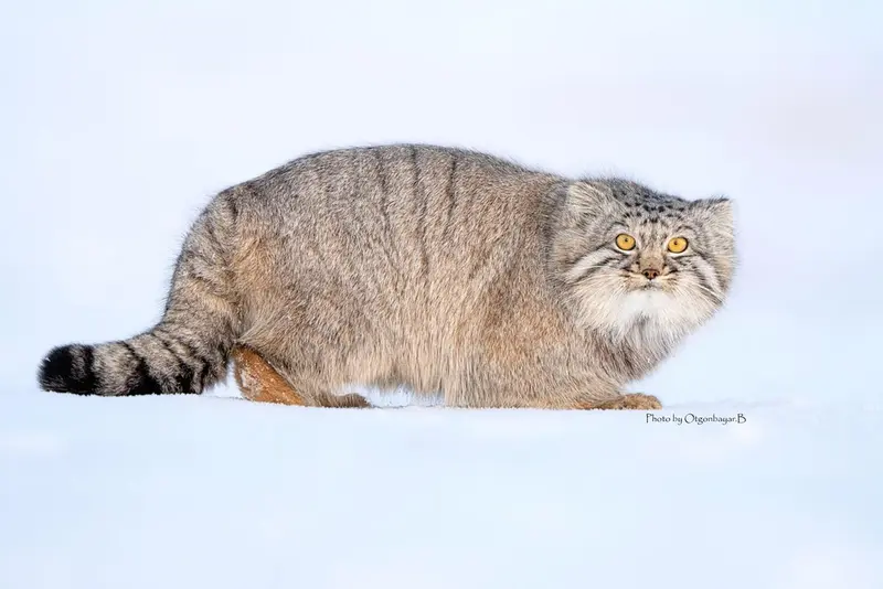マヌルネコの写真
