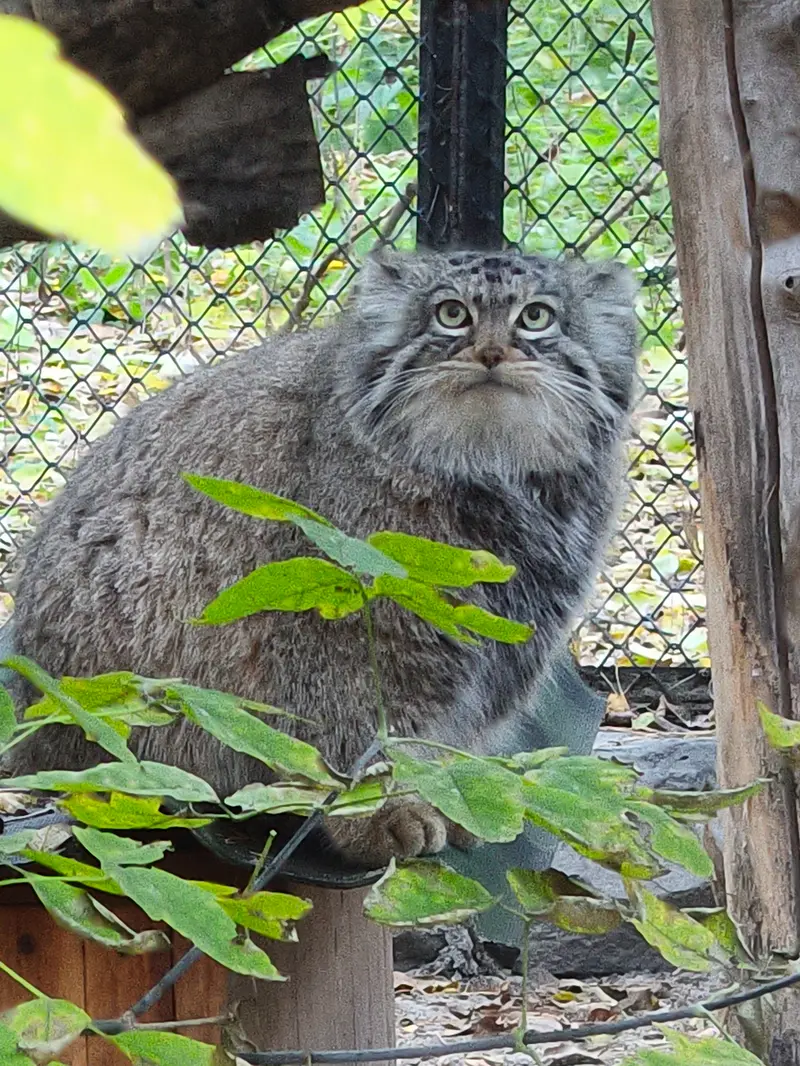 ノヴォシビルスク動物園のゾーシャの写真