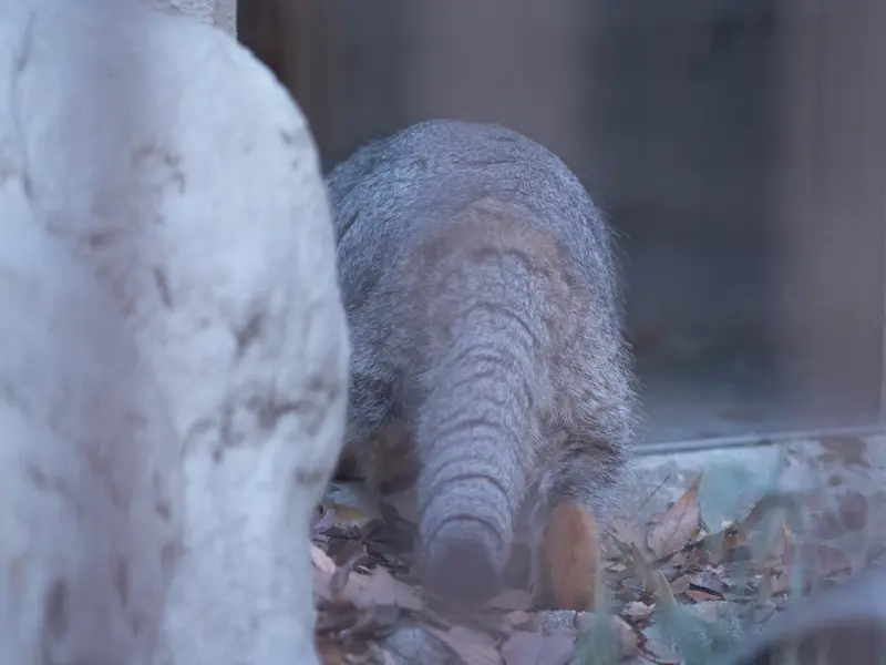 野毛山動物園のフィーガの写真