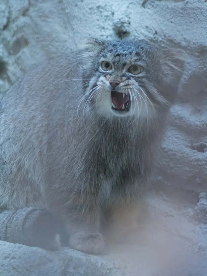 野毛山動物園のフィーガの写真