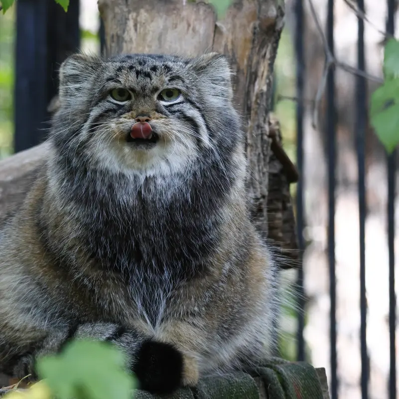 ノヴォシビルスク動物園のアーニャの写真