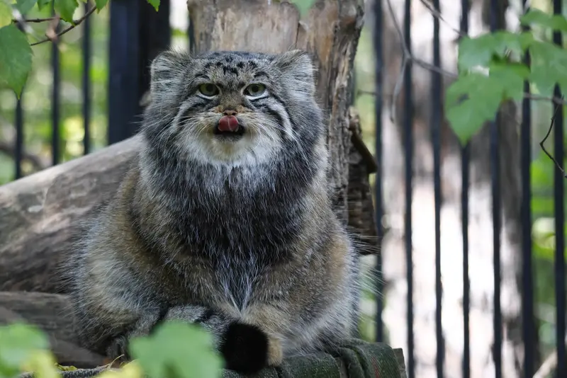 ノヴォシビルスク動物園のアーニャの写真