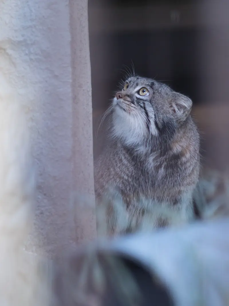 野毛山動物園のフィーガの写真