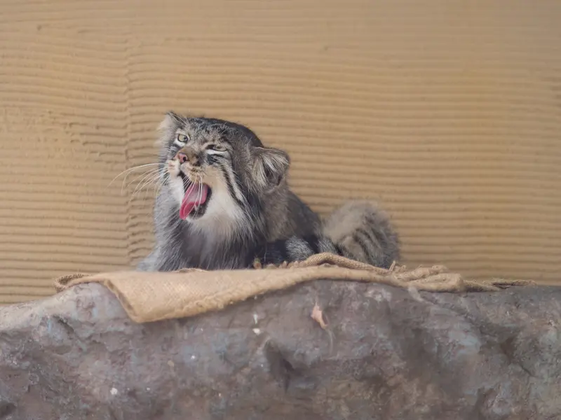 旭山動物園のヒデの写真