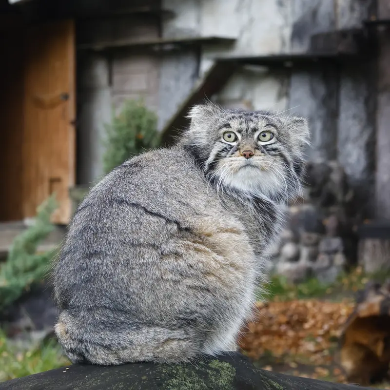 モスクワ動物園のティモフェイの写真