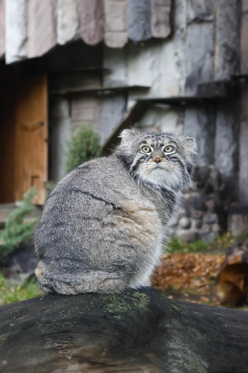 モスクワ動物園のティモフェイの写真