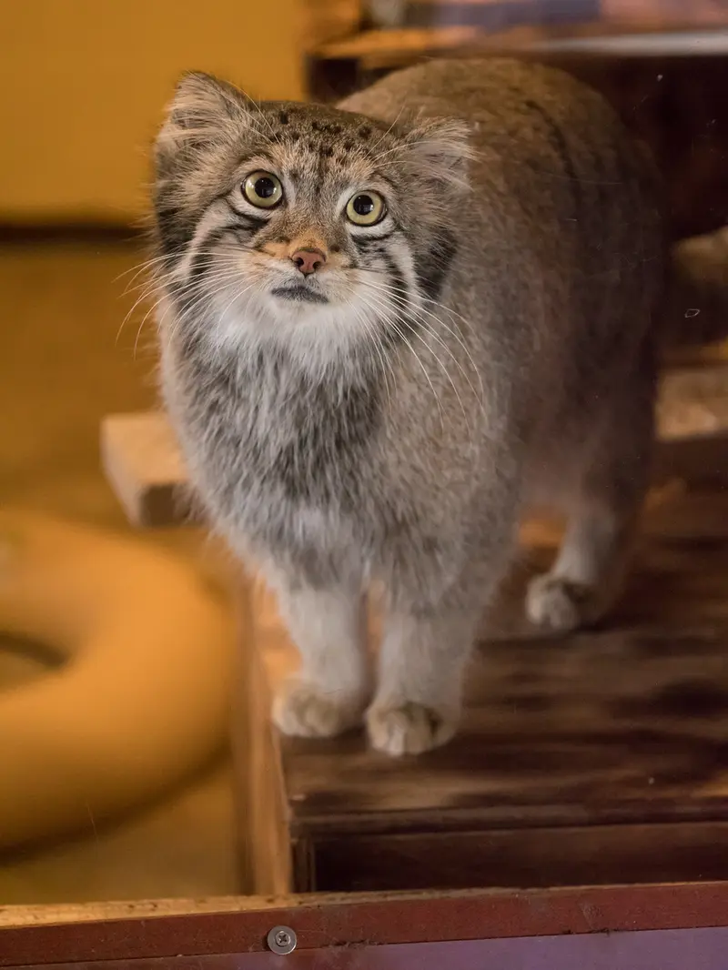埼玉県こども動物自然公園のオトの写真