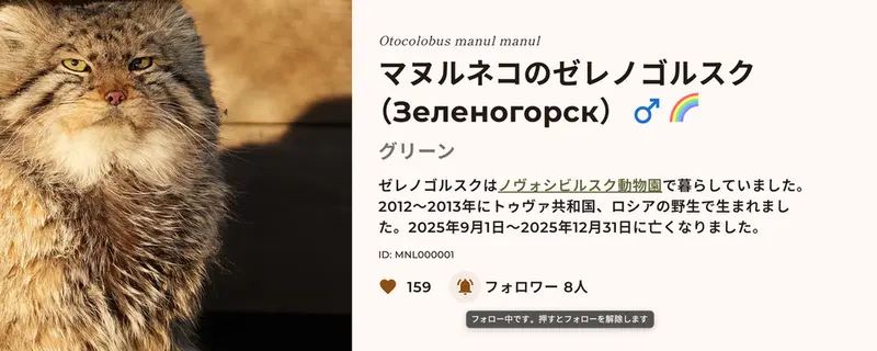 マヌルネコの写真