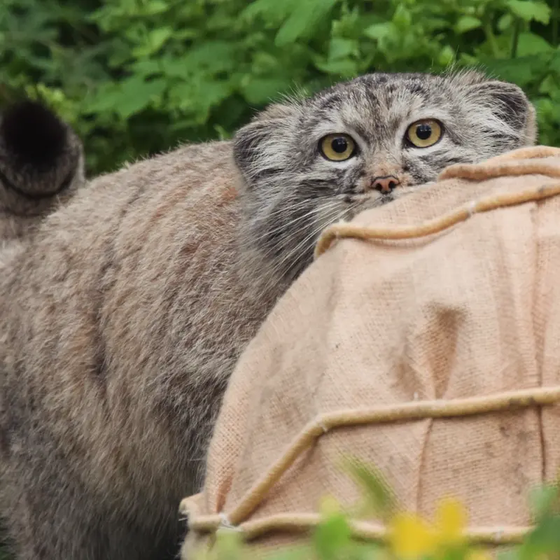 ブダペスト動物園＆植物園のルーシーの写真