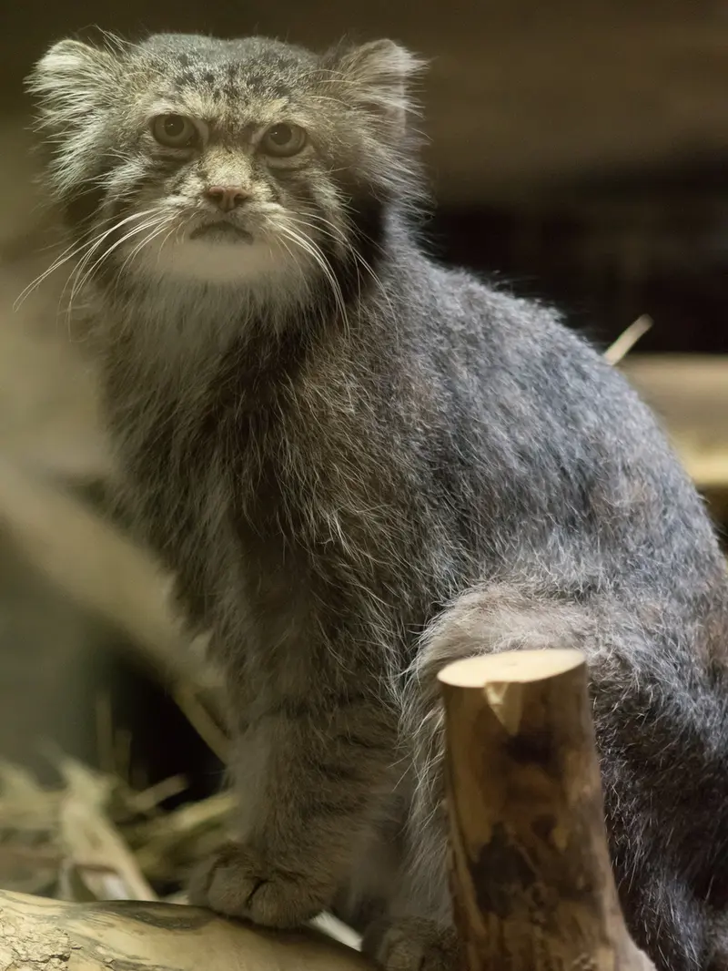 恩賜上野動物園のクリョンの写真