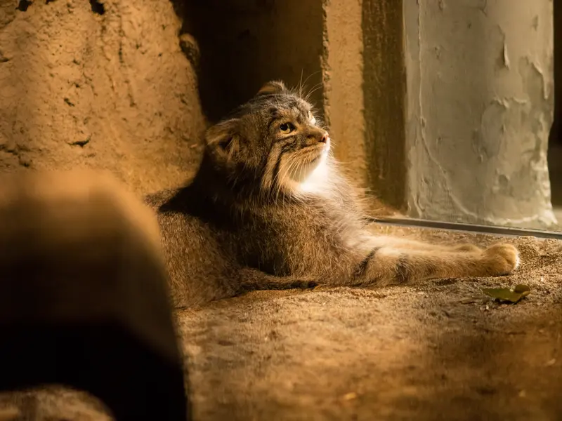 野毛山動物園のフィーガの写真
