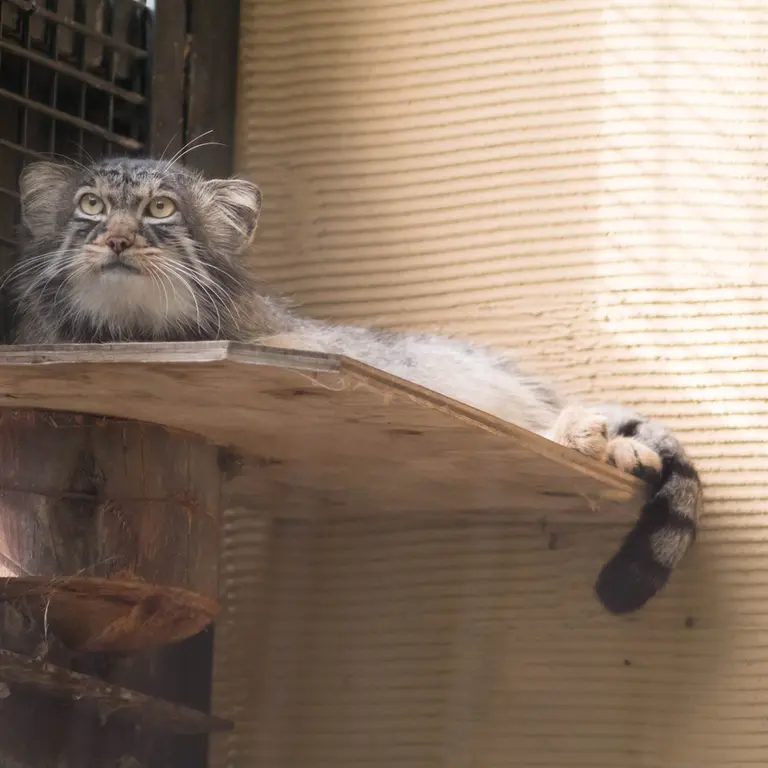 旭山動物園のヒデの写真