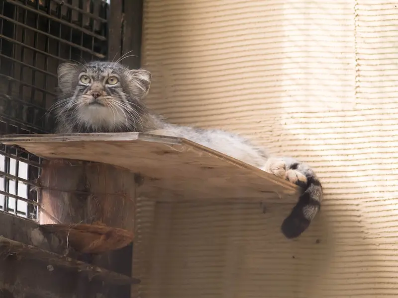 旭山動物園のヒデの写真
