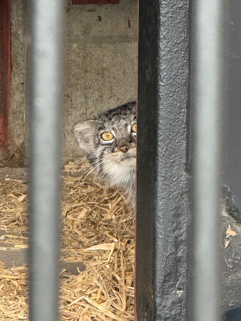 ごかつら池どうぶつパークのメイの写真