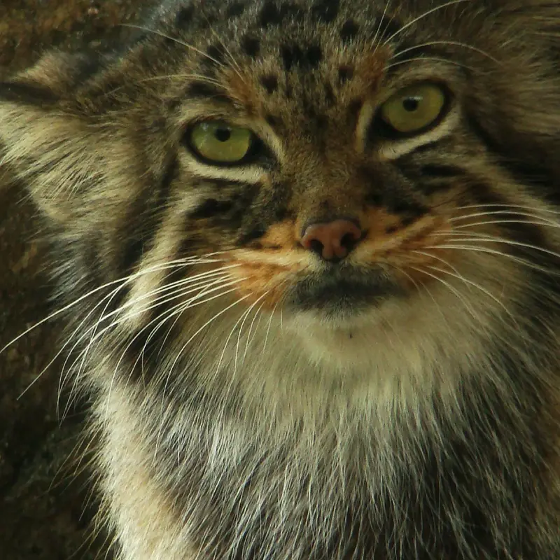 神戸市立王子動物園のモチの写真