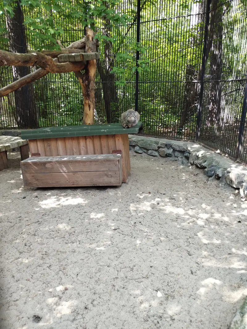 ノヴォシビルスク動物園のマヌルネコの写真