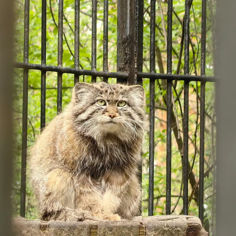 ノヴォシビルスク動物園のシルヴェスターの写真
