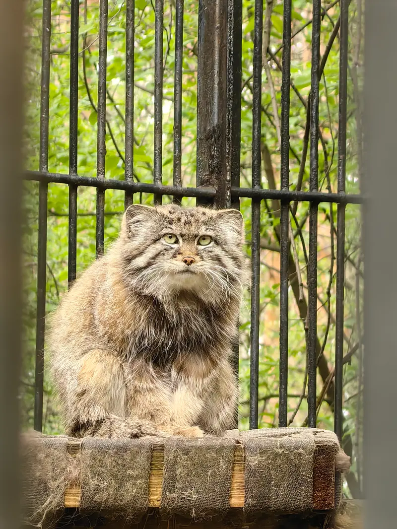 ノヴォシビルスク動物園のシルヴェスターの写真
