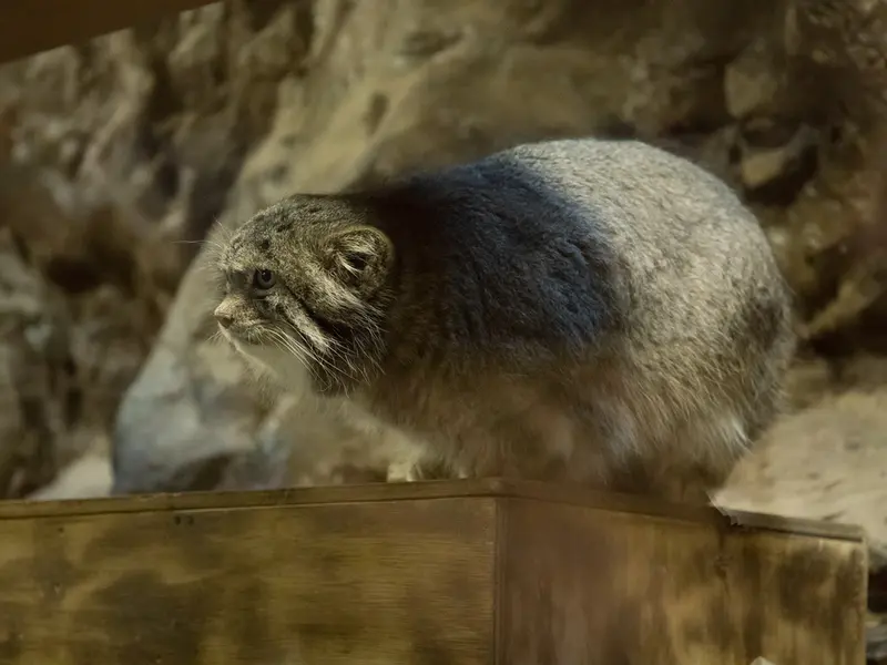 恩賜上野動物園のクリョンの写真
