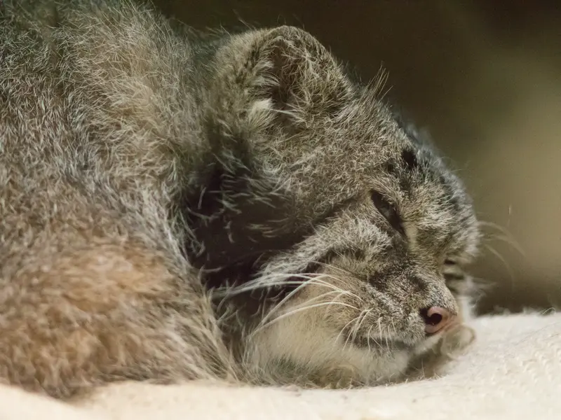 恩賜上野動物園のクリョンの写真