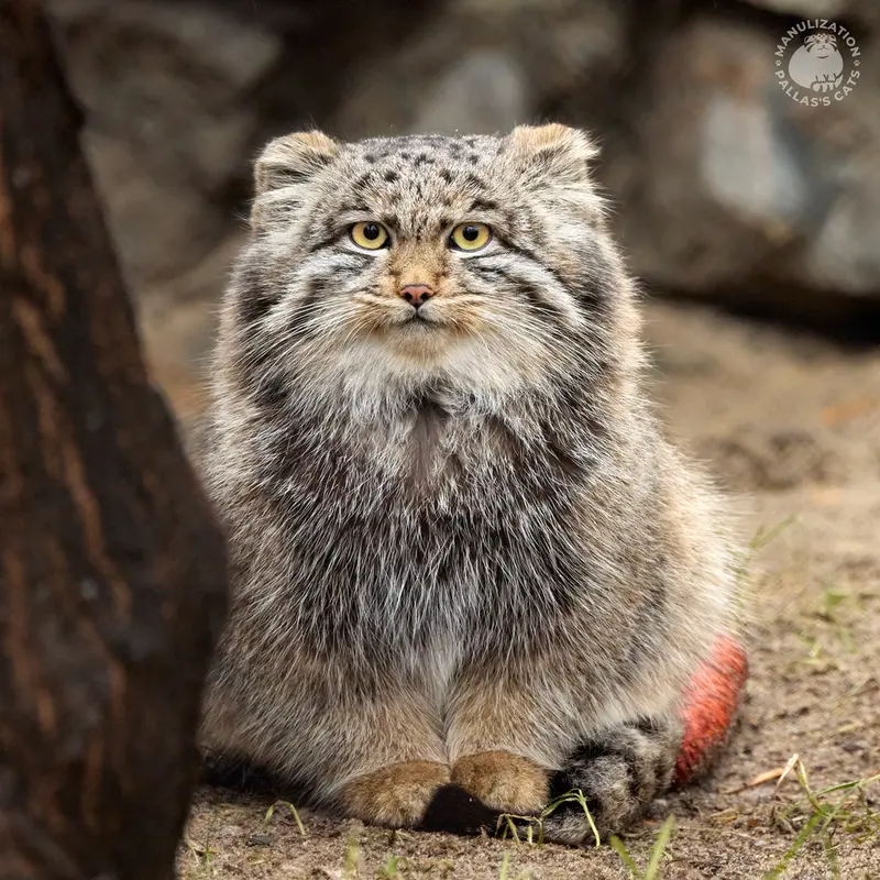 ノヴォシビルスク動物園のグレイの写真