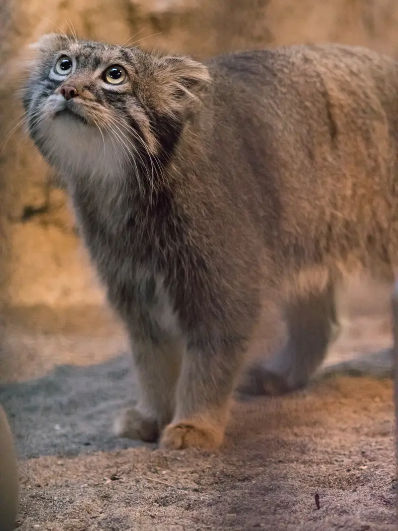 野毛山動物園のフィーガの写真