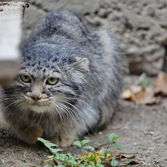 カラコル動物園のクニャージュナ・カラコリスカヤの写真