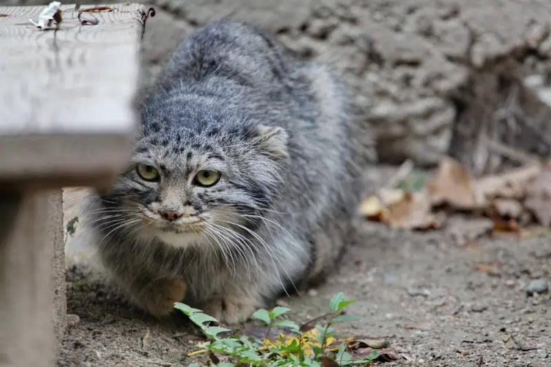 カラコル動物園のクニャージュナ・カラコリスカヤの写真
