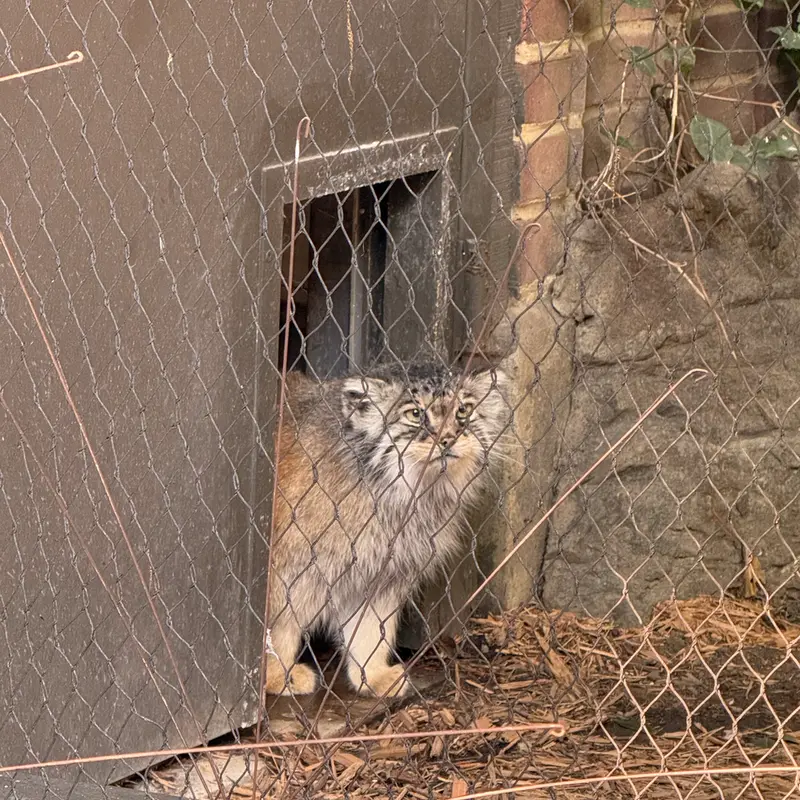 プロスペクト・パーク動物園のサルナイの写真