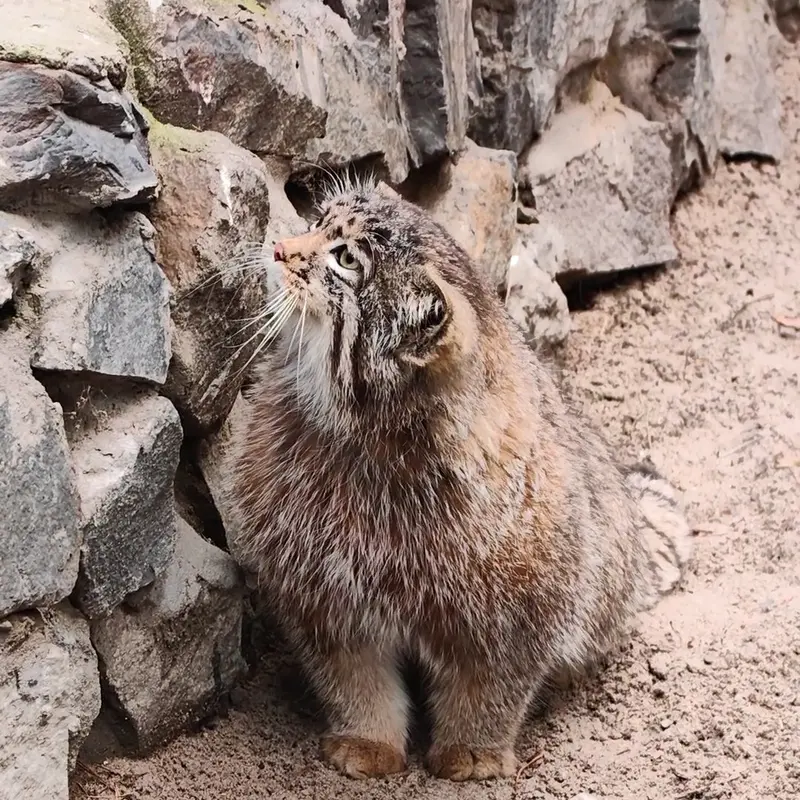 ノヴォシビルスク動物園のマヌルネコの写真