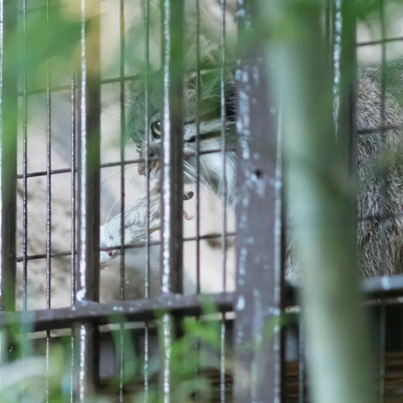 野毛山動物園のフィーガの写真