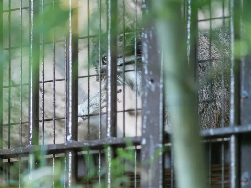 野毛山動物園のフィーガの写真